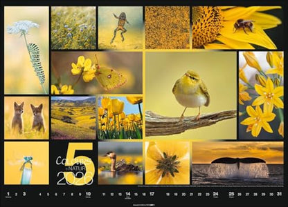Calendar 'Colours of Nature' 2026: Large photo wall calendar in landscape format (68x49cm)